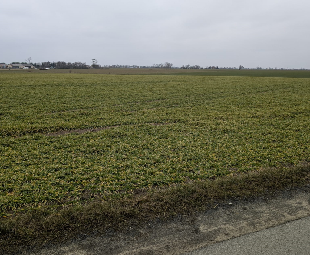 zagęszczenie gleby, zboże w kiepskiej kondycji