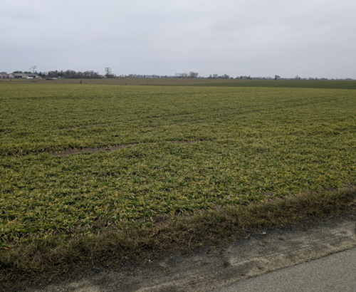 zagęszczenie gleby, zboże w kiepskiej kondycji