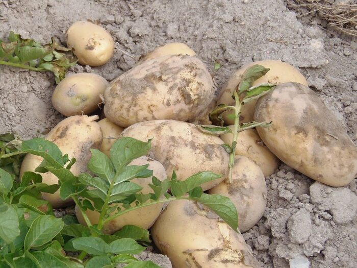 krótszy łańcuch dostaw