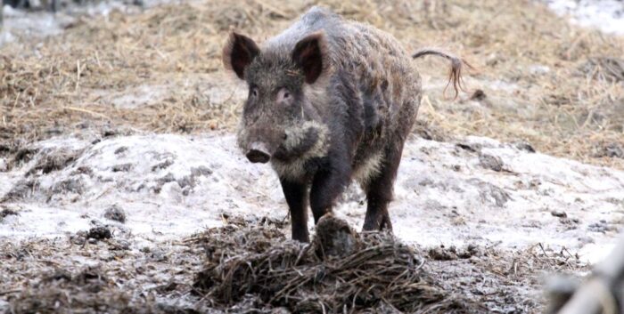 ASF, ASF w Niemczech, wirus ASF, ASF u dzików w Niemczech, ognisko ASF u dzików, dziki, bioasekuracja