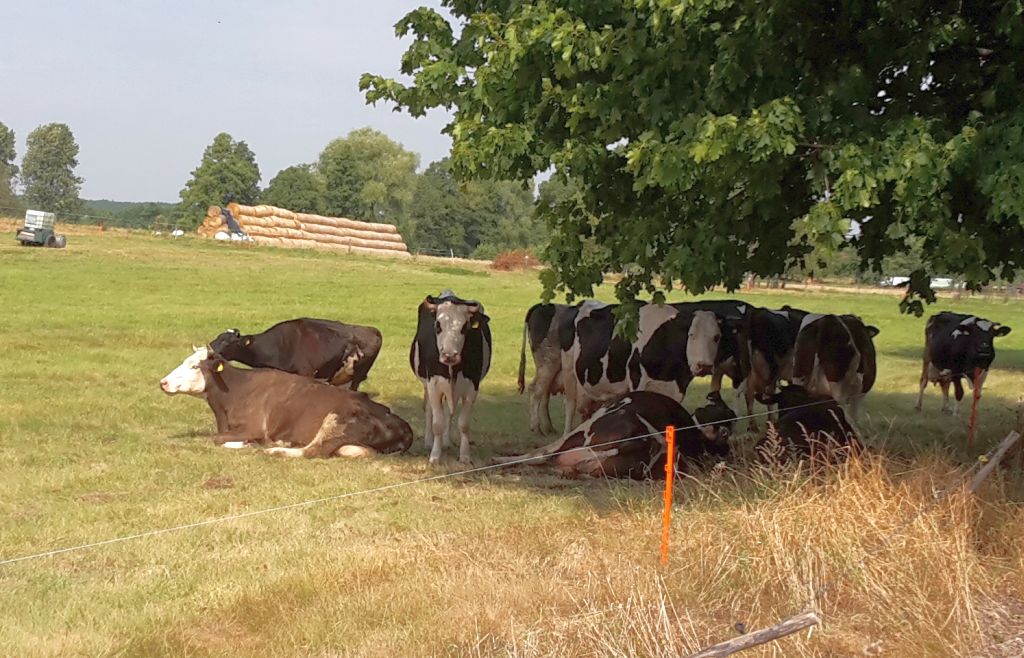 szkody u rolników, bydło