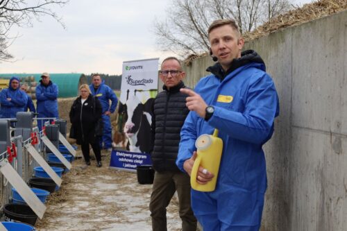 odchów cieląt w systemie Calf, pojenie cieląt, siara