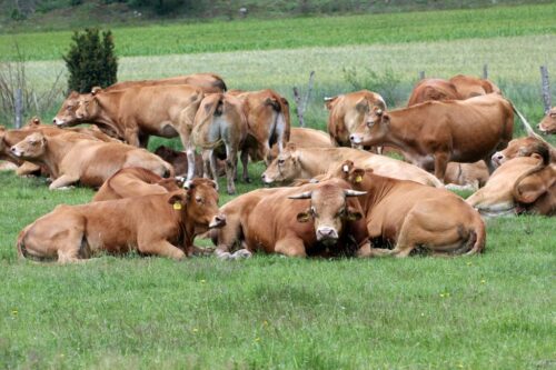 bydło, ceny bydła, ceny, rynek wołowiny, hodowla bydła, opłacalność produkcji, eksport wołowiny