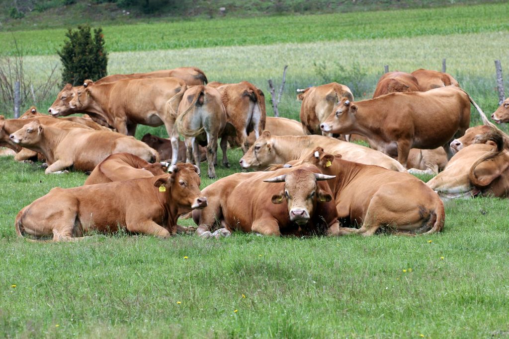 bydło, ceny bydła, ceny, rynek wołowiny, hodowla bydła, opłacalność produkcji, eksport wołowiny