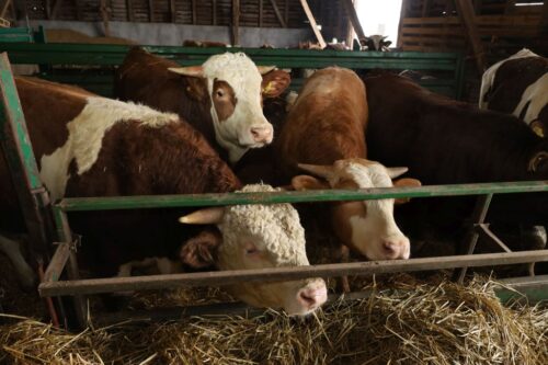 bydło rzeźne, skup