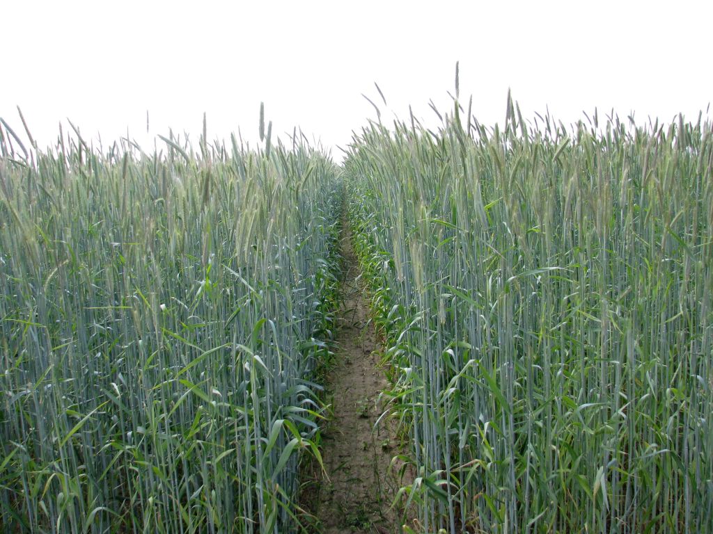 ceny skupu w lutym, ceny zbóż