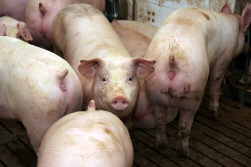 ceny świń, ceny, trzoda chlewna, rynek wieprzowiny, VEZG, ceny tuczników,