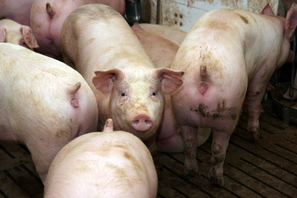 ceny świń, ceny, trzoda chlewna, rynek wieprzowiny, VEZG, ceny tuczników,