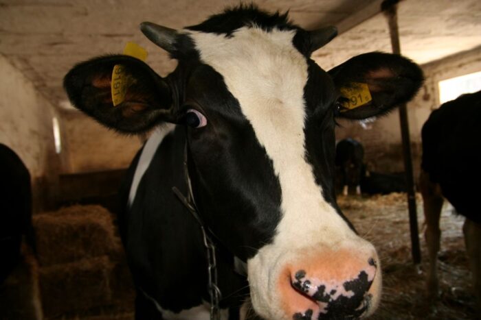 ogniska choroby niebieskiego języka, BT, BTV-3, bydło, zdrowie bydła, choroby bydła, hodowla bydła