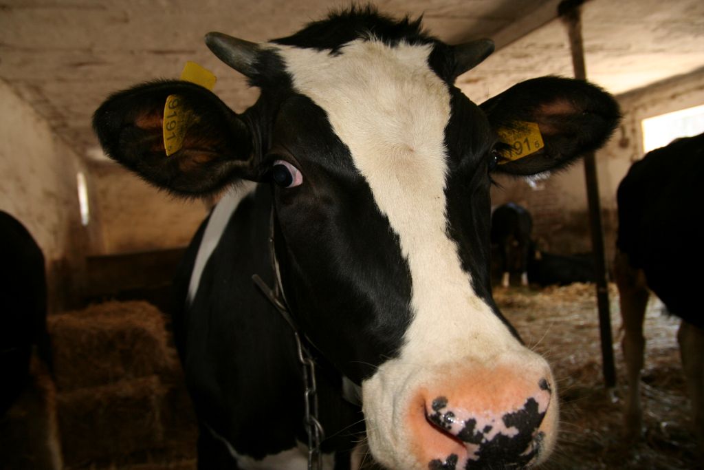 ogniska choroby niebieskiego języka, BT, BTV-3, bydło, zdrowie bydła, choroby bydła, hodowla bydła