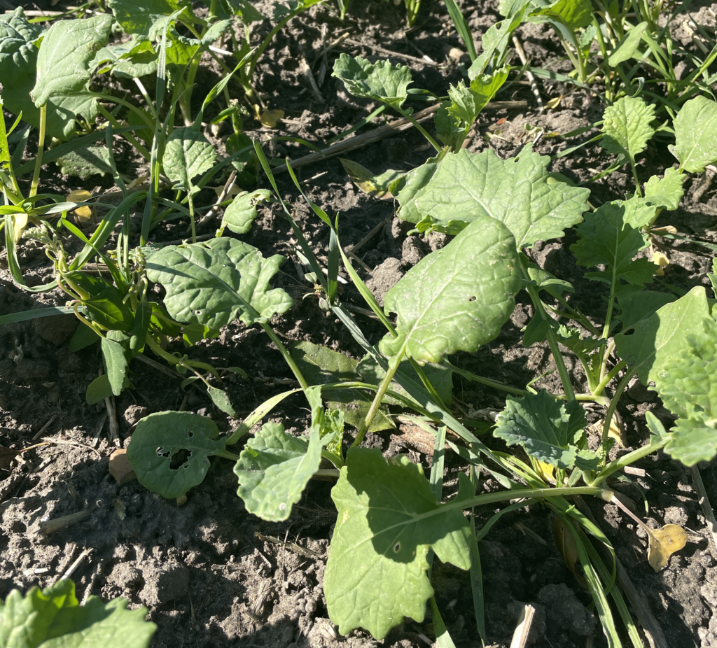 chwasty w uprawie roślin