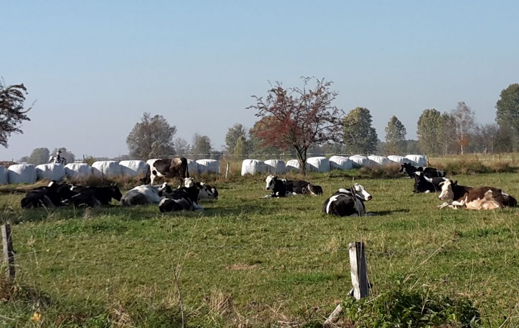 drony zwierzęta, pastwiska