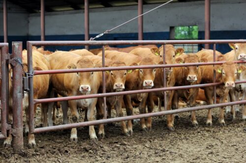 eksport polskiej wołowiny, wołowina, polska wołowina, bydło mięsne, produkcja bydła