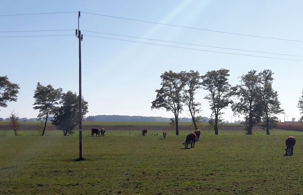 rolnicy ETS, hodowla bydła