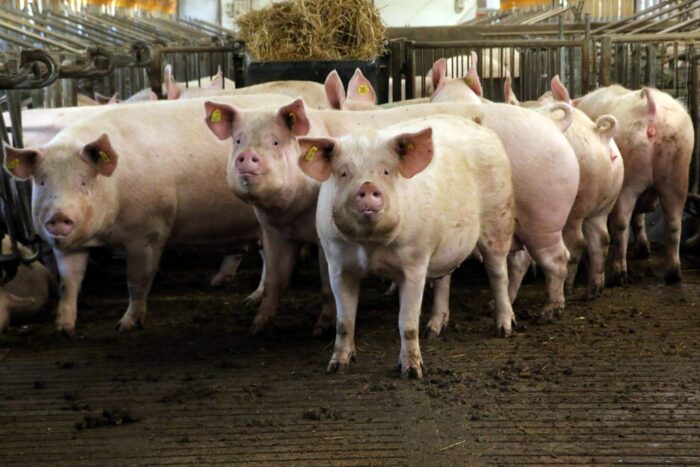 Kryzys kształcenia zootechników, zootechnika, studia rolnicze, edukacja rolnicza, rynek pracy rolnictwo, hodowla zwierząt