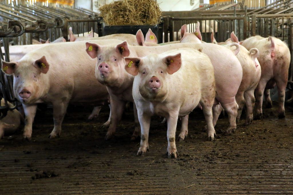 Kryzys kształcenia zootechników, zootechnika, studia rolnicze, edukacja rolnicza, rynek pracy rolnictwo, hodowla zwierząt