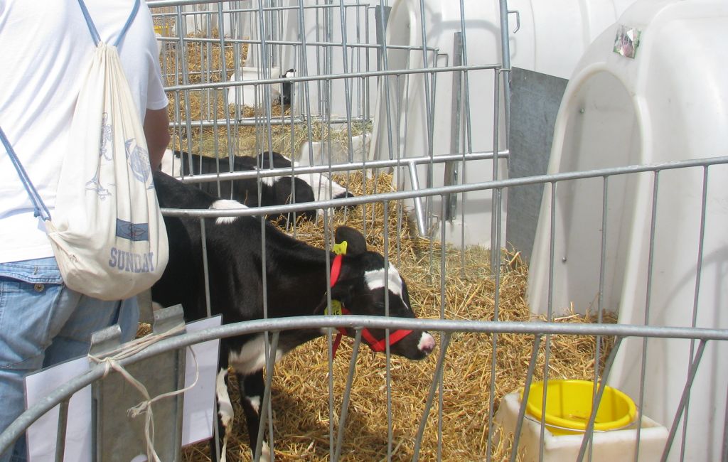 lekarze weterynarii na wsiach, hodowla zwierząt