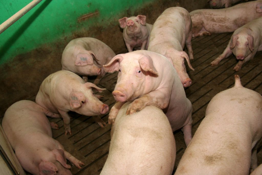 Notowania tuczników na VEZG, cena tuczników, VEZG, ceny, rynek trzody chlewnej, tuczniki