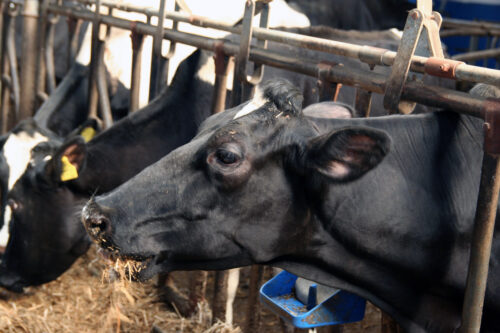 Obszary sezonowo wolne, choroba niebieskiego języka, BT, wirus BTV, główny lekarz weterynarii, bydło, owce,