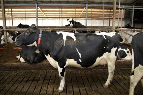 Ocena użytkowości mlecznej, produkcja mleka, wydajność krów, mleczarstwo, hodowla bydła, rynek mleka, PFHBiPM