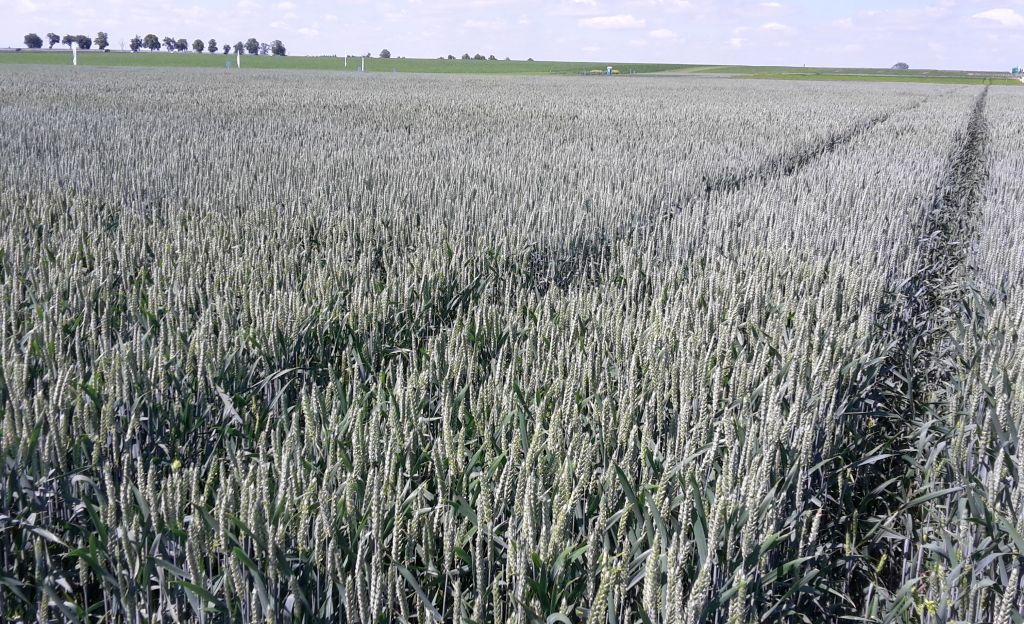 cinmethylin, ochrona zbóż