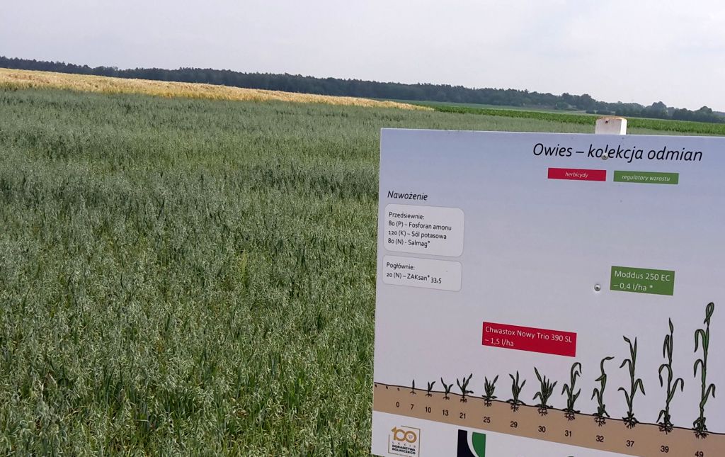 Ekoschemat Integrowana Produkcja Roślin, owies