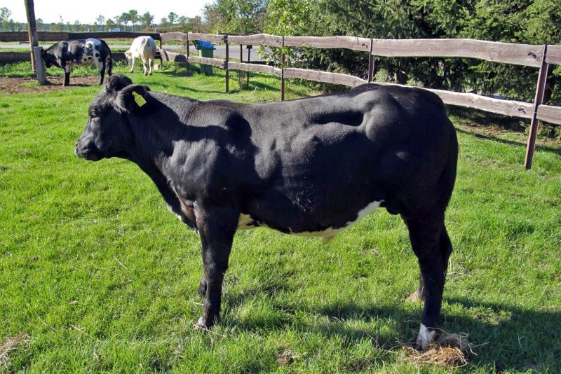 Polska wołowina trafi na Filipiny, wołowina, eksport, Filipiny, rynek mięsa, rolnictwo, hodowla bydła