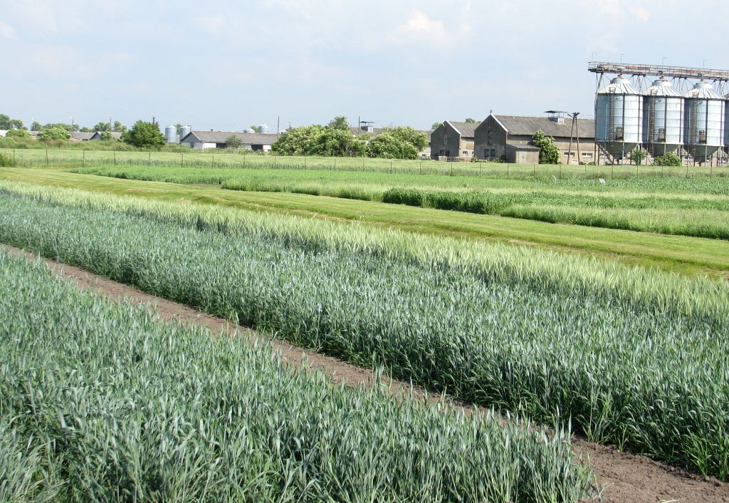 polski rynek zbóż, ceny zbóż