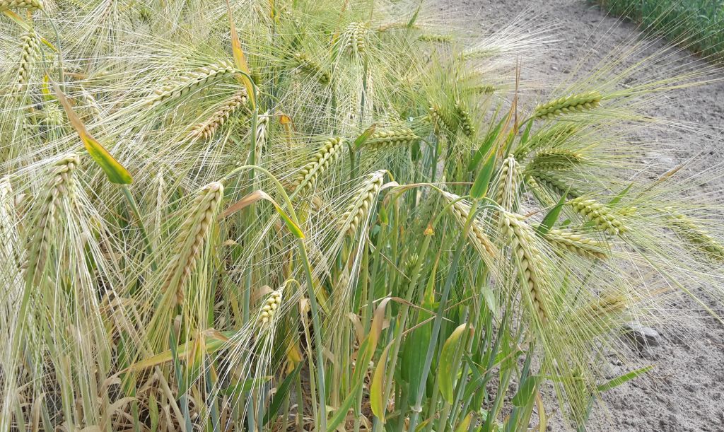 producenci zbóż, ceny zbóż