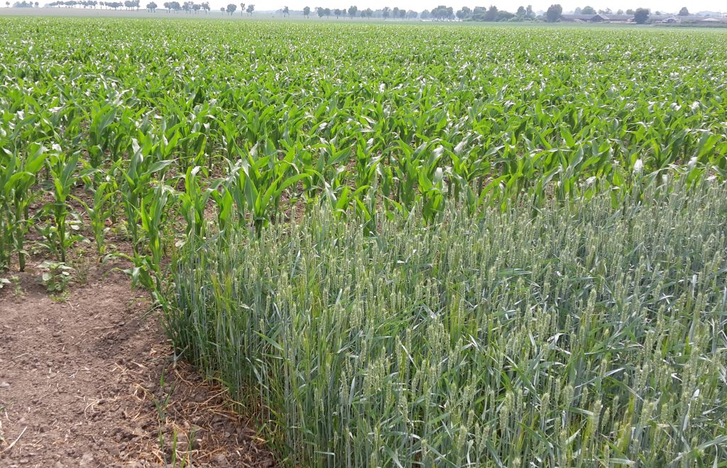 produkcja roślinna, rynek zbóż