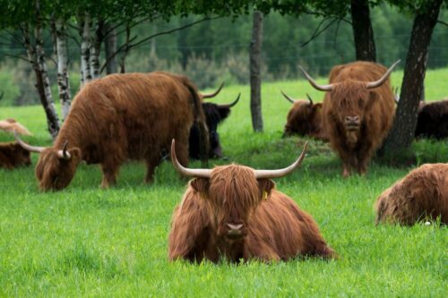 produkcja zwierzęca, rolnictwo, strategia rolnictwa, eksport żywności, bydło, drób, UE, bezpieczeństwo żywnościowe