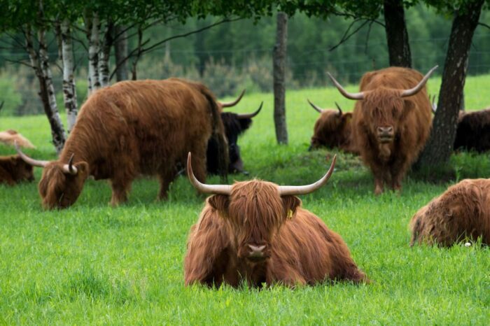 produkcja zwierzęca, rolnictwo, strategia rolnictwa, eksport żywności, bydło, drób, UE, bezpieczeństwo żywnościowe