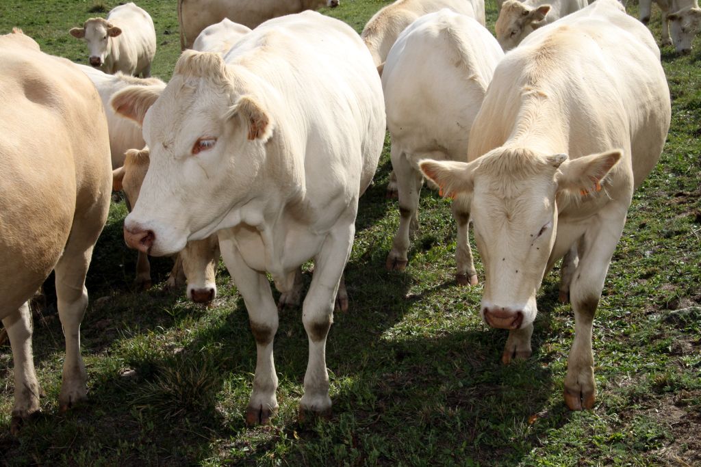 progesteron w wołowinie z importu, wołowina, import mięsa, progesteron, RASFF, bezpieczeństwo żywności, Inspekcja Weterynaryjna, Mercosur,