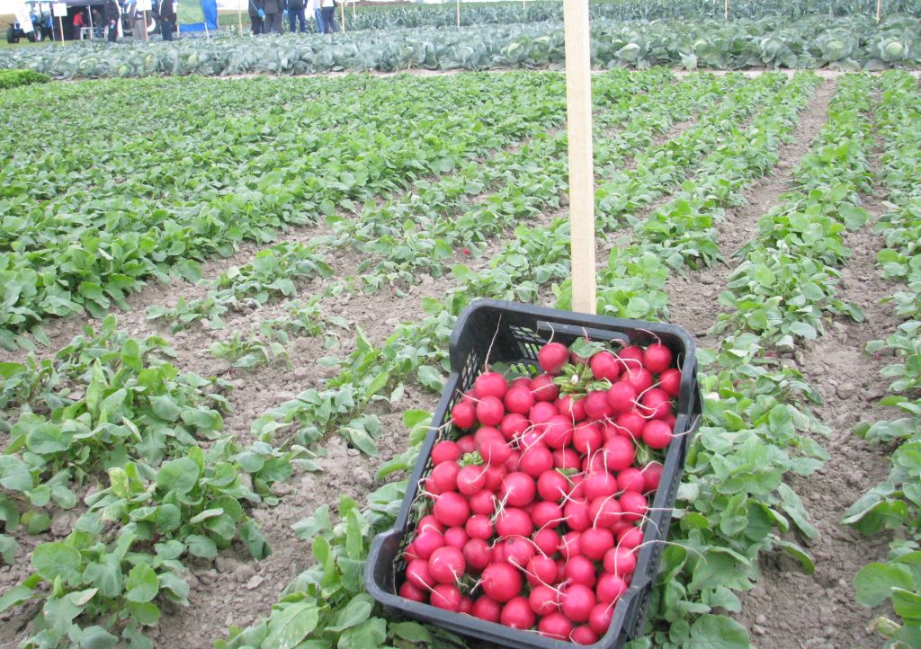 promocja produktów rolnych, warzywa