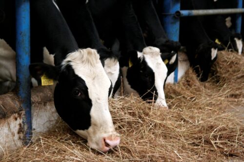 Pryszczyca w Grecji, pryszczyca, FMD, bydło,