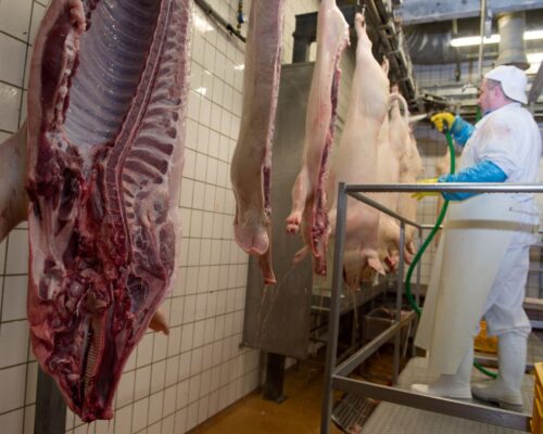 Przetwórcy wieprzowiny, wieprzowina, eksport mięsa, Filipiny, polska wieprzowina, rynek mięsa, Związek Polskie Mięso