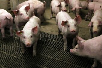 Rolnicy produkują żywność, Wielkanoc, rolnicy, trzoda chlewna, produkcja żywności, bezpieczeństwo żywnościowe, rynek mięsa