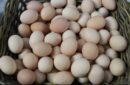 jaja, rynek jaj, ceny jaj, ceny, drób, KIPDiP, Wielkanoc, hodowla drobiu, handel detaliczny