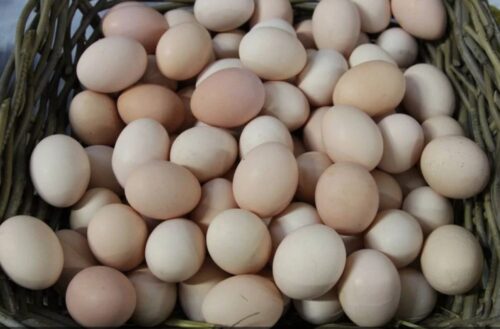 jaja, rynek jaj, ceny jaj, ceny, drób, KIPDiP, Wielkanoc, hodowla drobiu, handel detaliczny