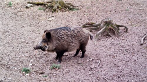 Setki ognisk ASF, ASF u dzików, wirus ASF, dziki, trzoda chlewna, bioasekuracja, rolnictwo