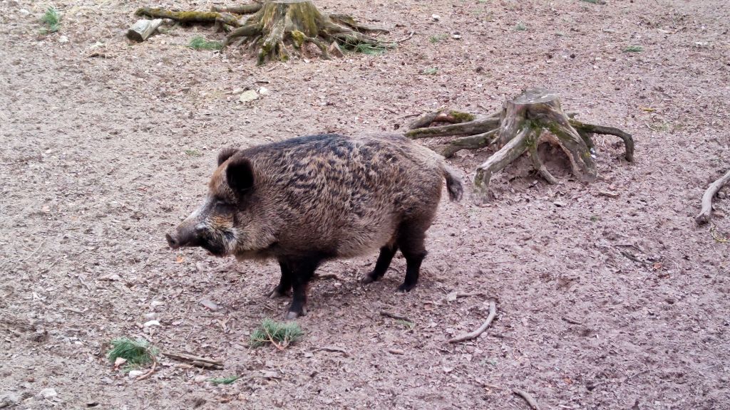 Setki ognisk ASF, ASF u dzików, wirus ASF, dziki, trzoda chlewna, bioasekuracja, rolnictwo