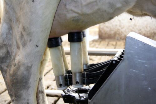 Skup mleka mocno w górę, mleko, rynek mleka, produkcja mleka, GUS, mleczarstwo, mleko w UE