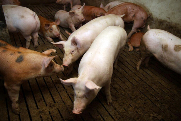 świnie drożeją, tuczniki, ceny tuczników, rynek wieprzowiny, VEZG, ceny, trzoda chlewna