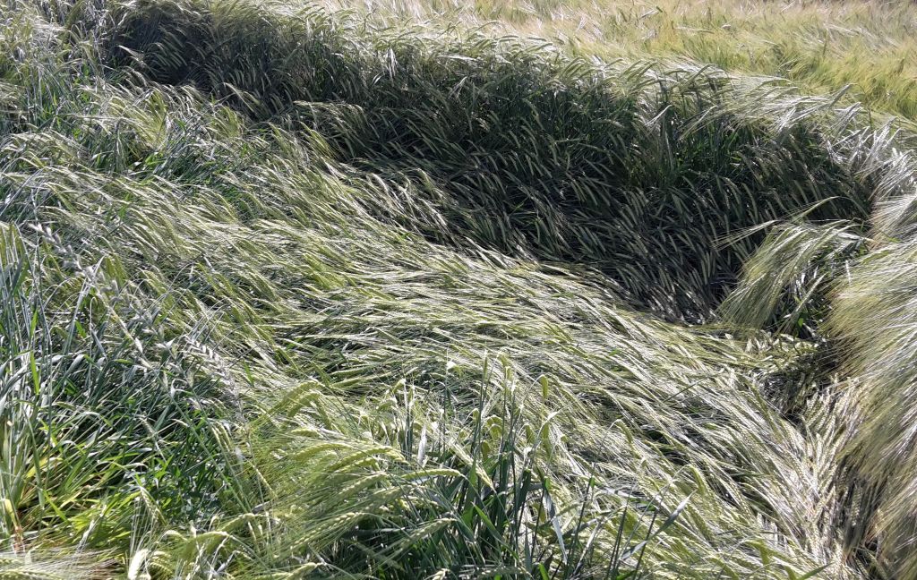 szacowanie szkód w rolnictwie,
szkody w uprawach