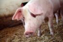 Tuczniki na VEZG drożeją, tuczniki, ceny tuczników, ceny, VEZG, rynek trzody chlewnej