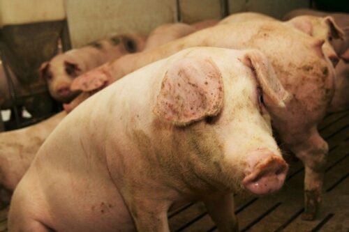 notowania żywca wieprzowego