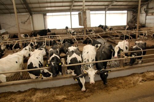 Turbulencje na rynku mleka, rynek mleka, mleczarstwo, ceny mleka, ceny, eksport mleczarski, Global Dairy Trade, Polska Izba Mleka