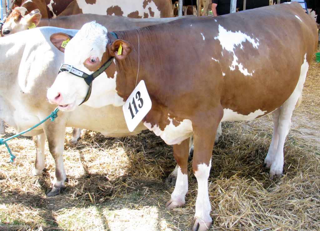 umowa UE-Australia, wołowina