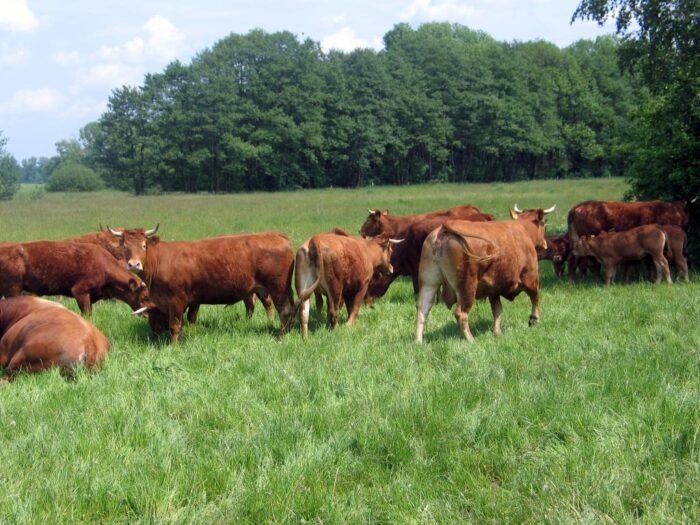 wołowina, Mercosur, wołowina z hormonami, mport mięsa, hormony w mięsie, bezpieczeństwo żywności, bydło mięsne