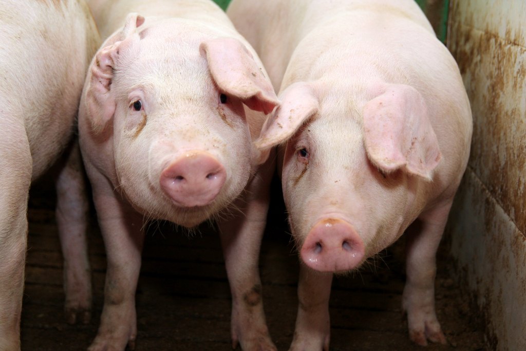 zagrożenie dla polskiej wieprzowiny, Mercosur, Ukraina, wieprzowina, Brazylia, trzoda chlewna, import wieprzowiny